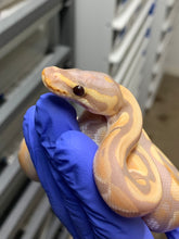 Male Banana Het Clown