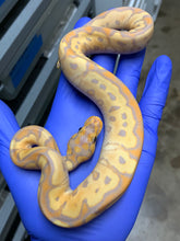 Female Banana Clown 03