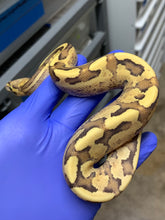 Male Vanilla Cream (Fire Vanilla)