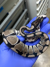 Female VPI Axanthic Het Desert Ghost
