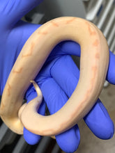 Male Banana Pinstripe Enchi Clown