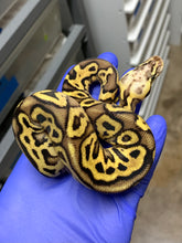 Male Leopard Vanilla Pastel 66% Het Clown