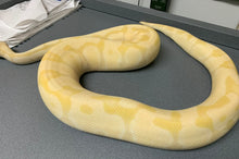 (Proven Breeder) 2019 Male Banana Enchi Pastel Vanilla Het. Clown