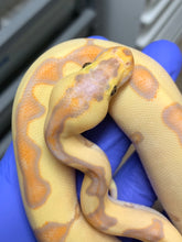 Male Banana Enchi Clown 03
