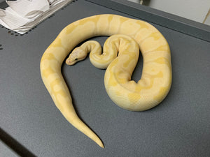 (Proven Breeder) 2019 Male Banana Enchi Pastel Vanilla Het. Clown