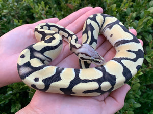 2023 Female Desert Ghost Fire Pastel