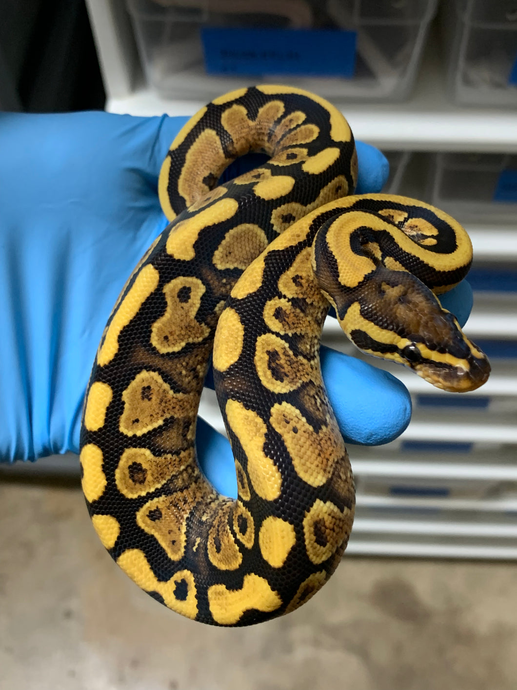 2024 Female Vanilla Orange Dream Yellowbelly (02)