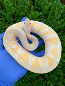 2023 Male Lavender 66% Het Clown