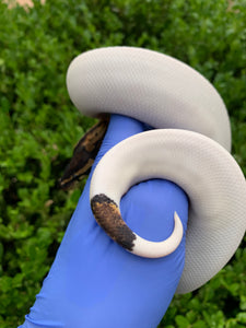 2023 Male Leopard Pied 66% Het Ultramel