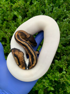 2023 Male Leopard Pied 66% Het Ultramel
