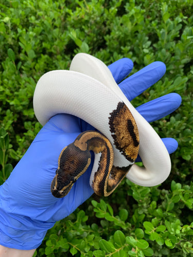2023 Male Leopard Pied 66% Het Ultramel