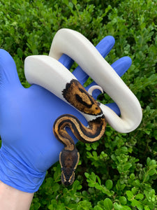 2023 Male Leopard Pied 66% Het Ultramel
