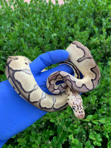 2023 Female Pastel Clown (Mojave)