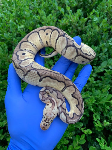 2023 Female Pastel Clown (Mojave)
