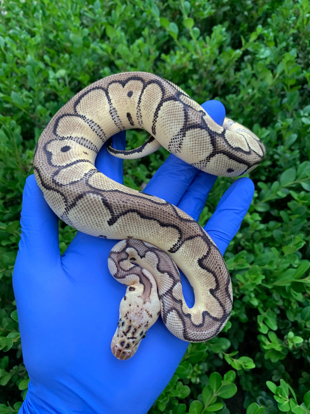2023 Female Pastel Clown (Mojave)