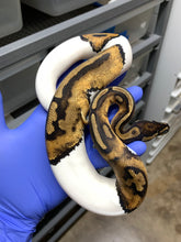 2025 Female Pied pos Het Ultramel 2