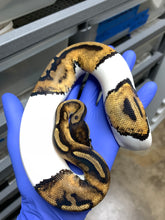 2025 Female Pied pos Het Ultramel 2