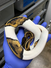 2025 Female Pied pos Het Ultramel