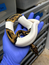 2025 Female Pied pos Het Ultramel