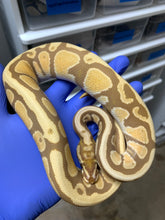 2025 Male Spotnose Ultramel 2