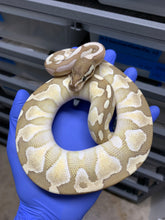 2025 Female Platinum 2