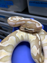 2025 Female Platinum 2