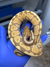 2025 Male Spotnose Ultramel