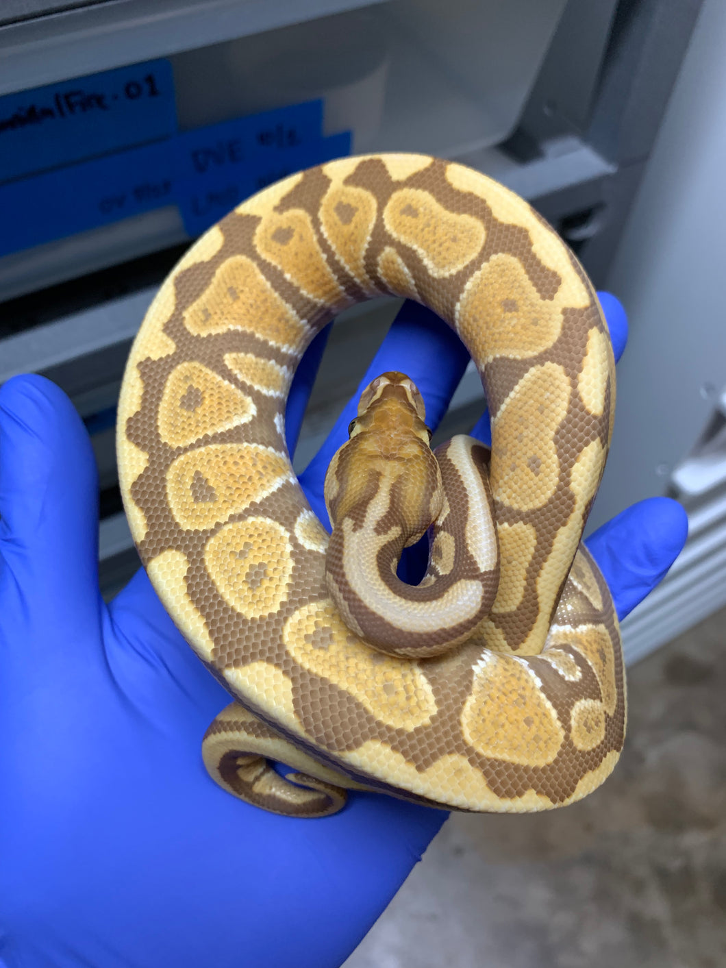 2025 Male Spotnose Ultramel