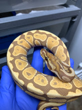 2025 Male Spotnose Ultramel