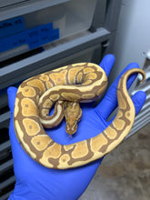 2025 Male Spotnose Ultramel