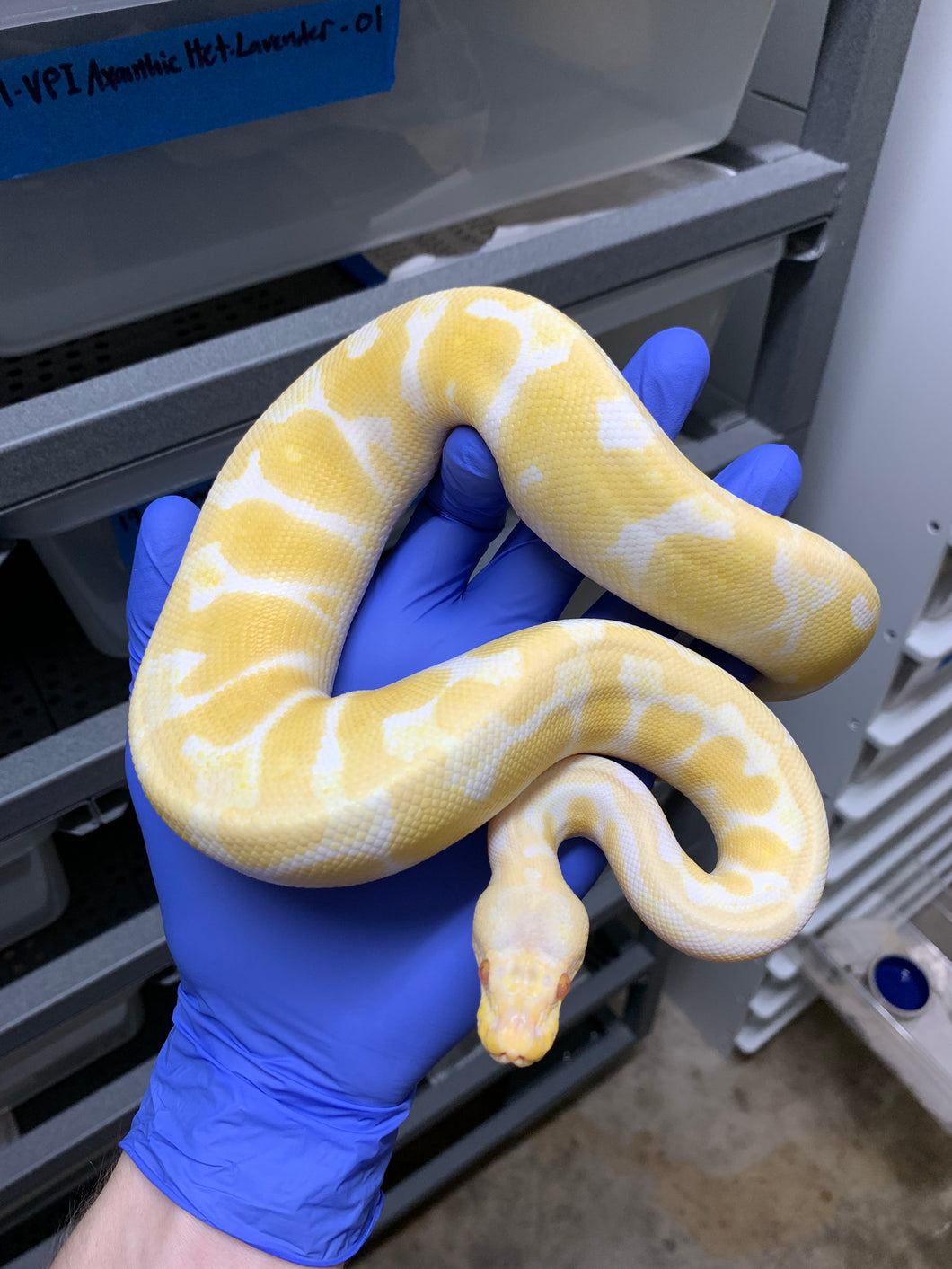 2025 Female Pastel Albino