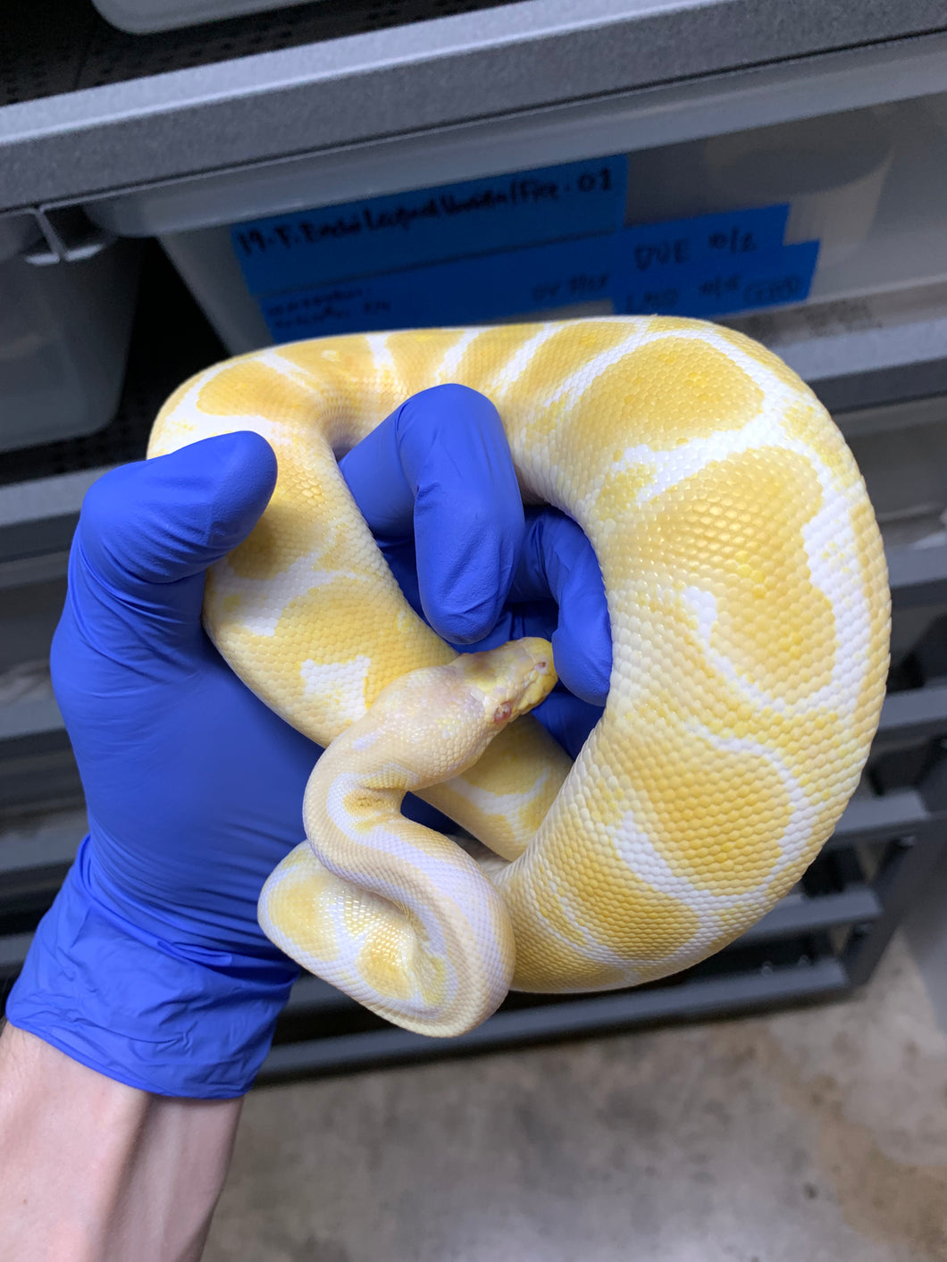 2025 Female Pastel Albino 2