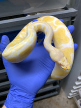 2025 Female Pastel Albino 2