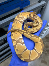 2025 Female Ultramel