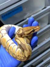 2025 Female Ultramel