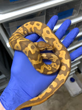 2025 Male Leopard Ultramel