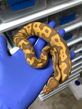 2025 Male Leopard Ultramel