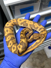 2025 Male Leopard Ultramel