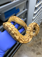 Male Ultramel (Subadult)