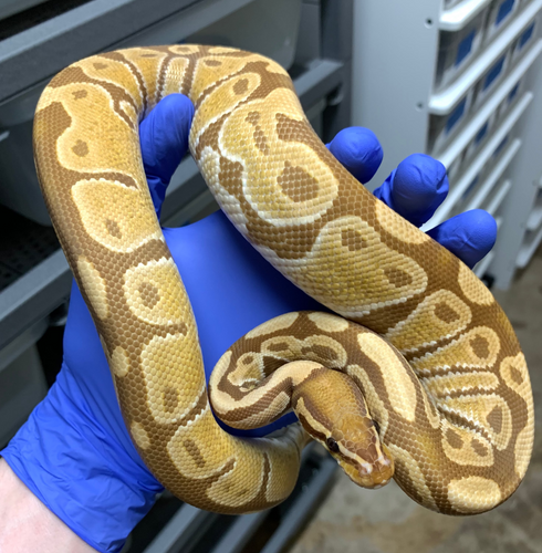 Male Ultramel (Subadult)