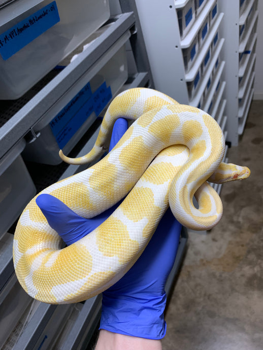 Male Albino (Subadult)