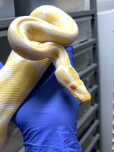 Male Albino (Subadult)
