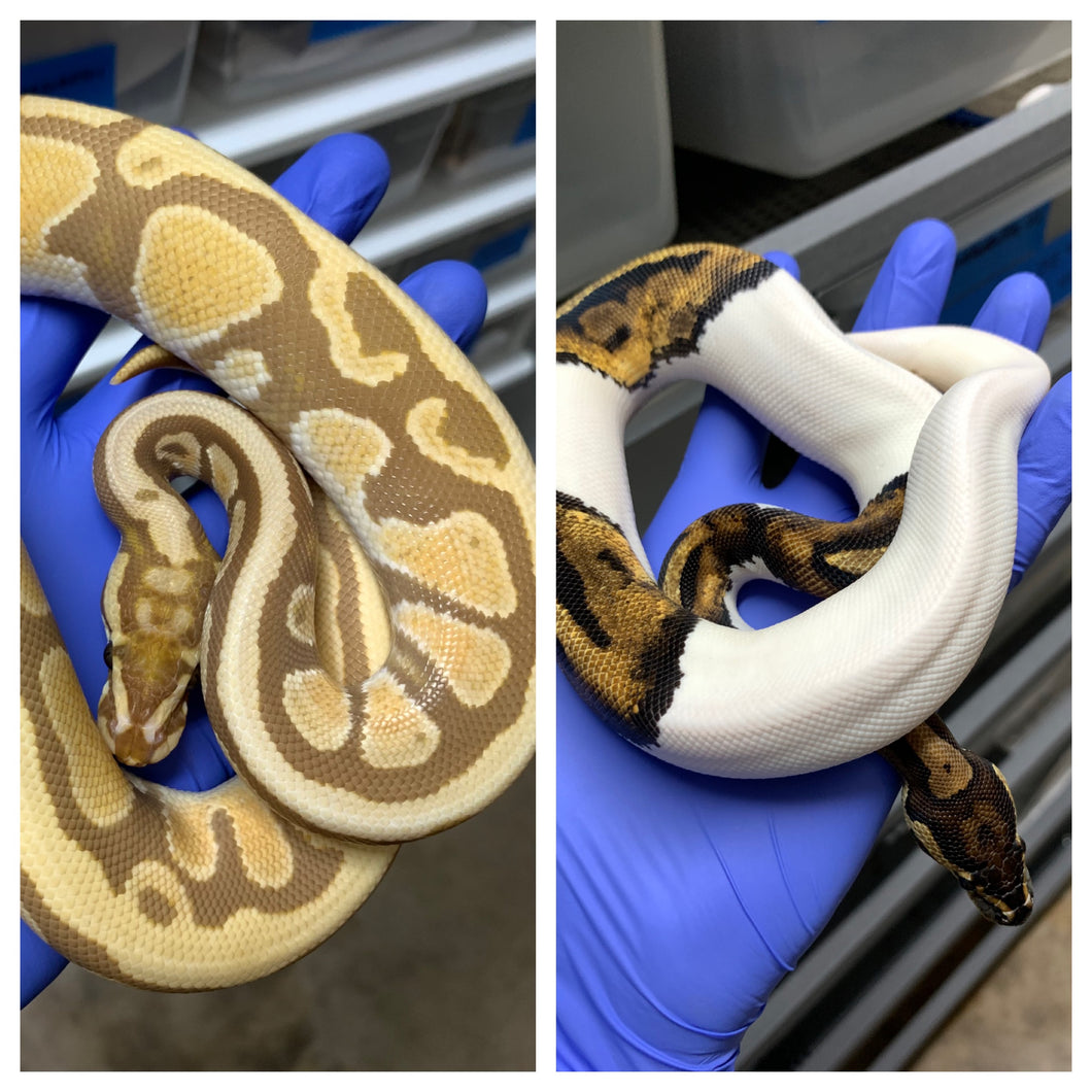 *PAIR* M Spotnose Ultramel + F Pied pos Het Ultramel