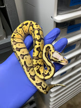 Female Pastel Super Vanilla