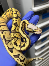 Female Pastel Super Vanilla