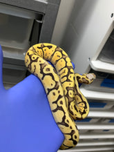 Female Pastel Super Vanilla