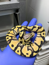 Female Pastel Desert Ghost 50% Het VPI Axanthic