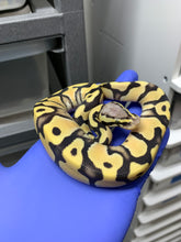 Female Pastel Desert Ghost 50% Het VPI Axanthic