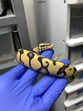 Female Pastel Desert Ghost 50% Het VPI Axanthic