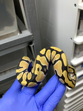 Female Desert Ghost 50% Het VPI Axanthic